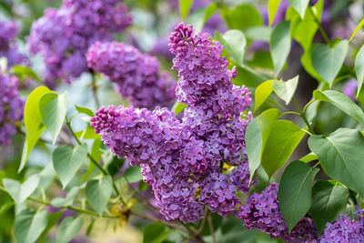 Close-up of purple flowering plant