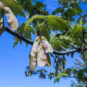 Low angle view of flowering plant on tree against sky