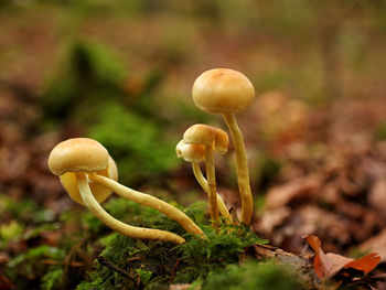 Close-up of mushroom growing on field