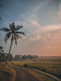 Coconut tree beside rice field on sunset