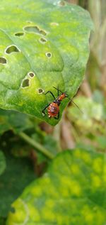 Close-up of spider on leaf