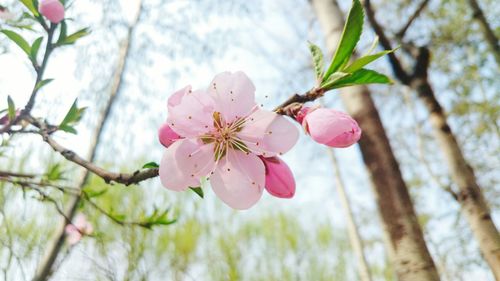 Low angle view of pink flowers on tree