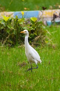 White duck on field