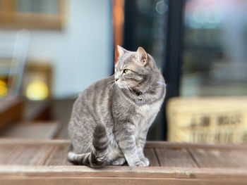 Cat sitting on table