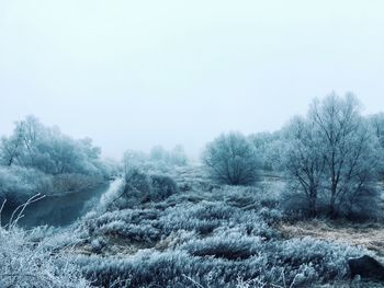 Trees on snow covered landscape against clear sky