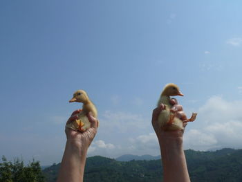 Cropped image of hands holding ducklings against sky