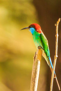 Close-up of bird perching on branch