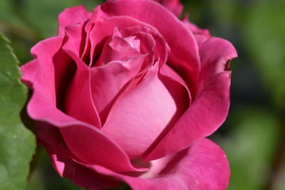 Close-up of pink rose