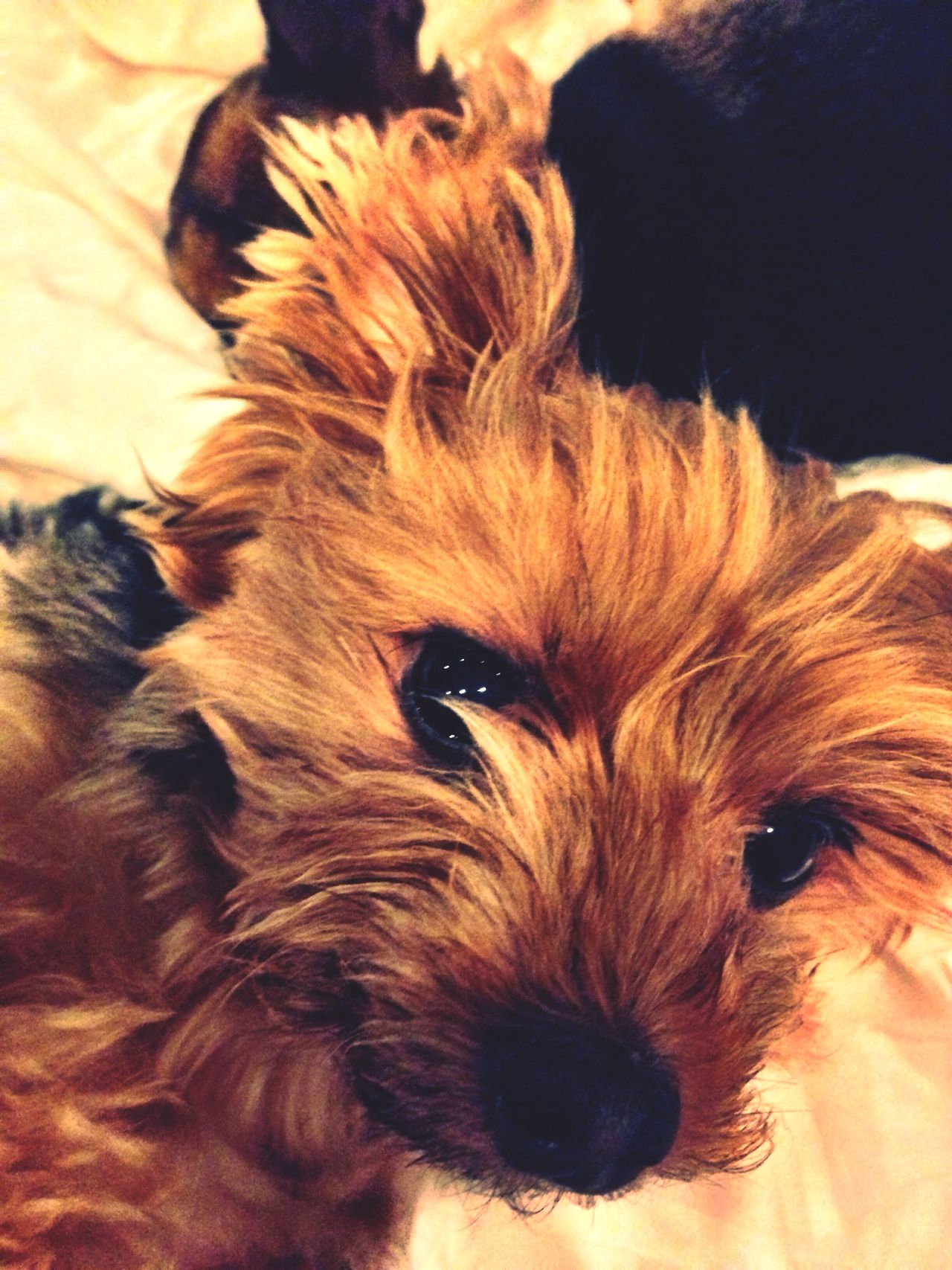 Yorkie ♥