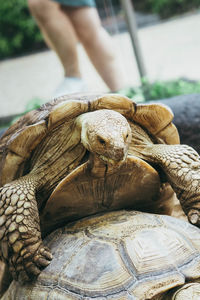 Close-up of a turtle in zoo