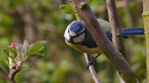 Close-up of bird perching on branch