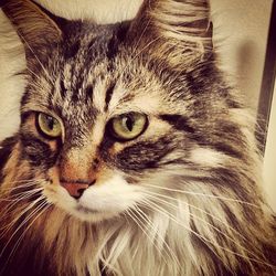 Close-up portrait of cat