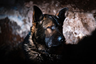 Close-up portrait of black dog