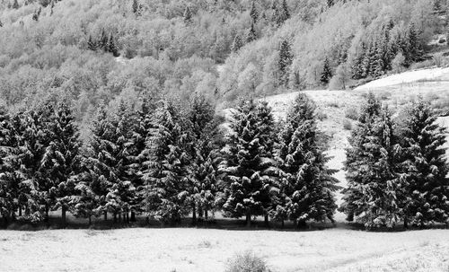 Trees in forest during winter