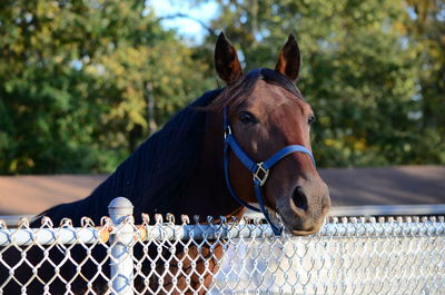 Close-up of a horse