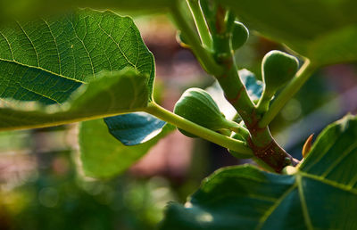 Close-up of fresh green plant