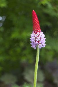 Close-up of purple flowering plant