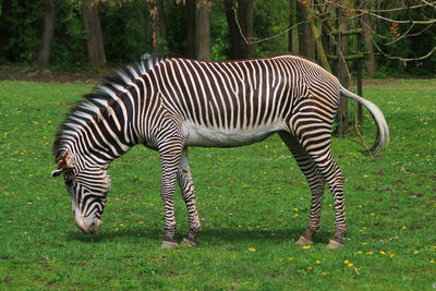 Zebra standing in a field