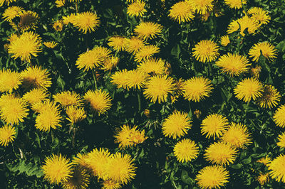 Full frame shot of yellow flowering plants