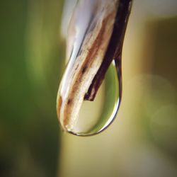 Close-up of water drops on leaf