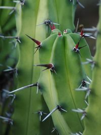 Close-up of cactus growing outdoors