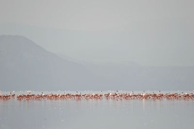 Birds by lake against sky