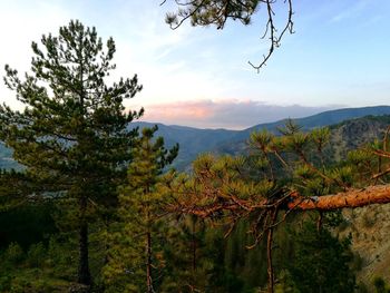 Pine trees on landscape against sky