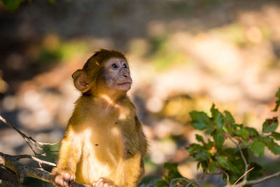 Close-up of monkey sitting outdoors