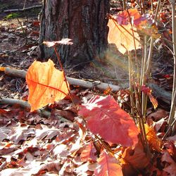 Close-up of dry leaves on tree trunk