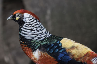 Close-up of golden pheasat