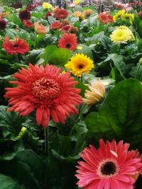 High angle view of red flowering plants