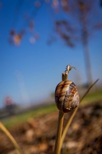 Close-up of snail on white surface