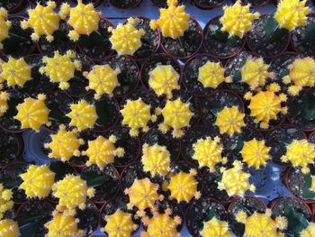 Full frame shot of yellow flowering plants