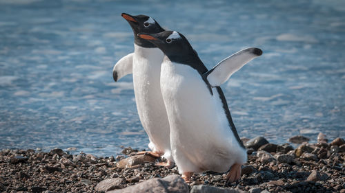 Penguin on beach