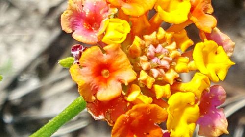 Close-up of yellow flowers against blurred background