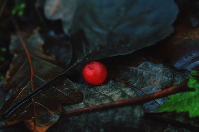 Close-up of fruits on tree