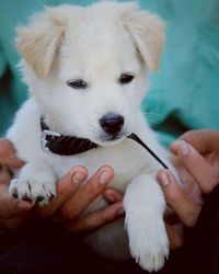 Close-up of hand holding puppy