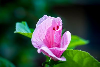 Close-up of pink rose flower