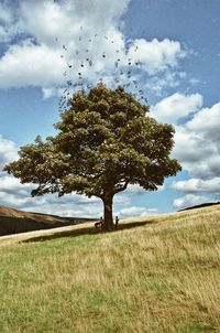 Tree on field against sky