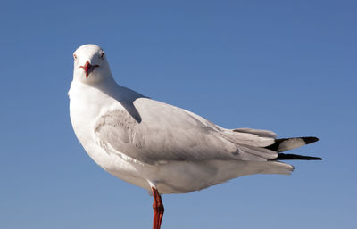 Low angle view of seagull perching against clear sky