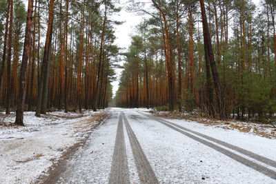 Road amidst trees in forest during winter