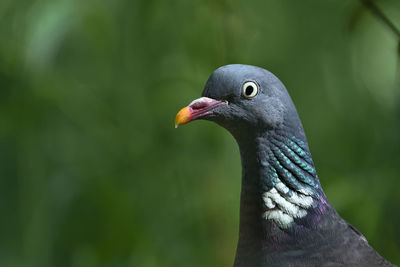 Close-up of bird