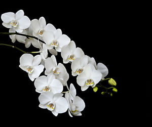 Close-up of white orchids against black background