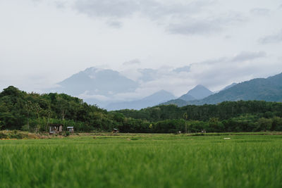 Scenic view of agricultural field against sky