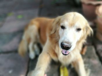 Close-up of dog