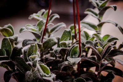 Close-up of potted plant