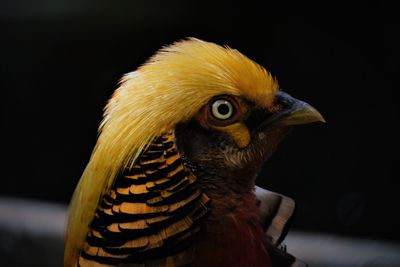 Close-up of a bird' s eye