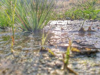 Surface level of wet grass