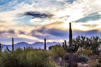 Cactus growing on field against sky