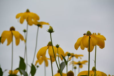Close-up of yellow flowers growing against sky